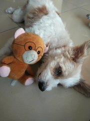 Juju1 - Terrier Dog