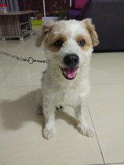 Juju1 - Terrier Dog