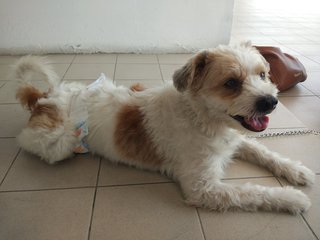 Juju1 - Terrier Dog