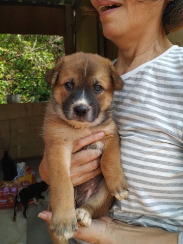 Brownie - Mixed Breed Dog