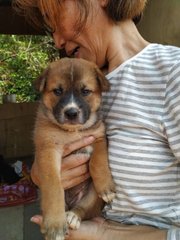 Brownie - Mixed Breed Dog