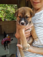 Brownie - Mixed Breed Dog