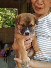 Brownie - Mixed Breed Dog