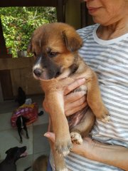 Brownie - Mixed Breed Dog