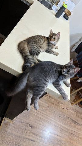 Bihun &amp; Adik - Maine Coon + Domestic Medium Hair Cat