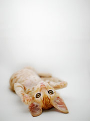 Ginger - Domestic Short Hair + Tabby Cat