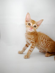 Ginger - Domestic Short Hair + Tabby Cat