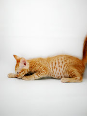 Ginger - Domestic Short Hair + Tabby Cat