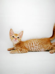 Ginger - Domestic Short Hair + Tabby Cat