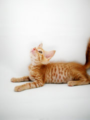 Ginger - Domestic Short Hair + Tabby Cat