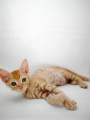 Ginger - Domestic Short Hair + Tabby Cat