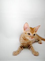 Ginger - Domestic Short Hair + Tabby Cat