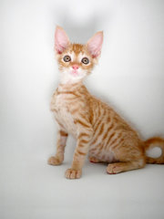 Nutmeg - Domestic Short Hair + Tabby Cat