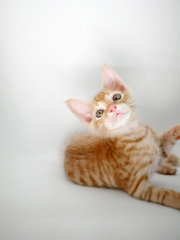 Nutmeg - Domestic Short Hair + Tabby Cat