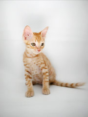 Saffron - Domestic Short Hair + Tabby Cat