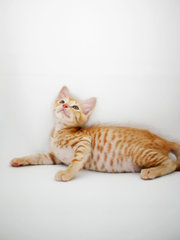 Saffron - Domestic Short Hair + Tabby Cat