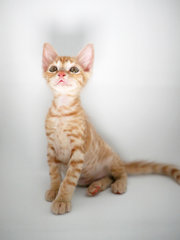 Saffron - Domestic Short Hair + Tabby Cat