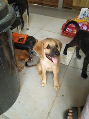 Brownie Girl - Mixed Breed Dog