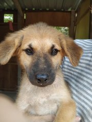 Brownie Girl - Mixed Breed Dog