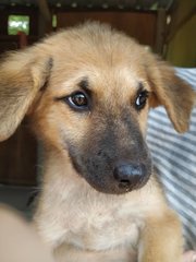 Brownie Girl - Mixed Breed Dog