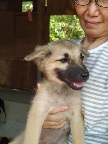 Brownie Boy - Mixed Breed Dog