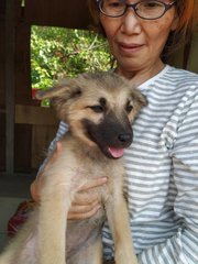 Brownie Boy - Mixed Breed Dog