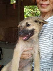 Brownie Boy - Mixed Breed Dog