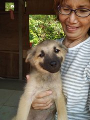 Brownie Boy - Mixed Breed Dog