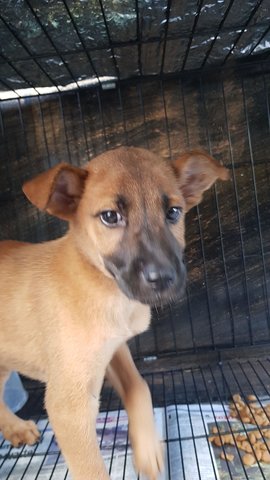 Bobbie - Boxer Mix Dog