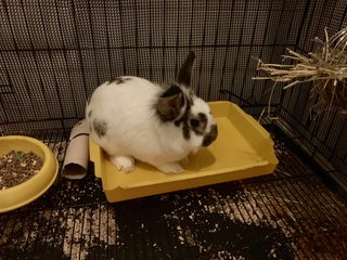 Fluffy - Dwarf + Creme D'Argent Rabbit