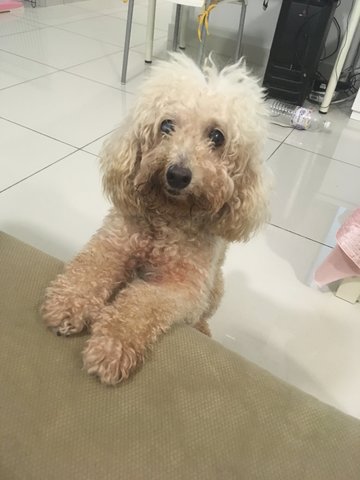 Cosette - Poodle Dog