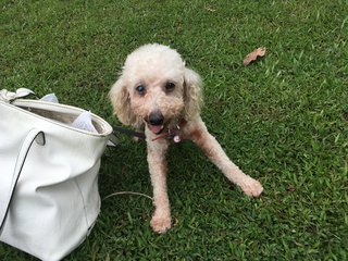 Cosette - Poodle Dog