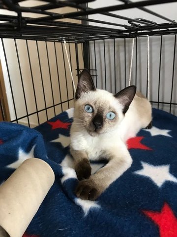 Blue - Siamese Cat