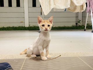 San San - Domestic Short Hair Cat