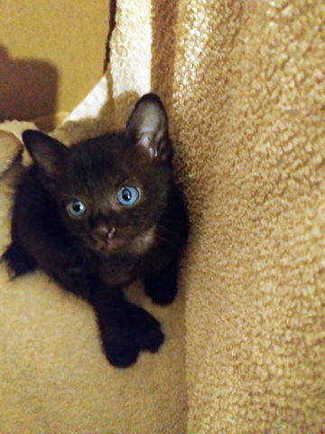 Milo, The Cutest Blue-eyed Kitten - Domestic Short Hair Cat