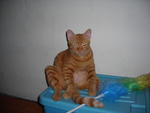 Kyo - Domestic Short Hair Cat