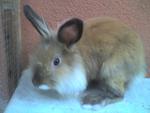 Gubu - Lionhead Rabbit