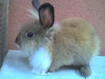 Gubu - Lionhead Rabbit