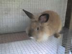 Gubu - Lionhead Rabbit