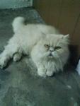 Jessie - Persian Cat