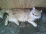 Jessie - Persian Cat