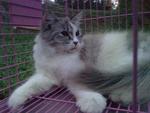 Alice - Domestic Long Hair Cat