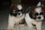 Cute Shih Tzu - Shih Tzu Dog