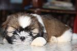 Cute Shih Tzu - Shih Tzu Dog