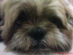 Ah Boy - Stolen In Pj - Shih Tzu Dog