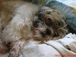 Ah Boy - Stolen In Pj - Shih Tzu Dog