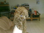 PF9366 - Poodle Dog