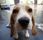 Beagle For Sale - Beagle Dog