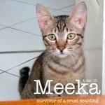 Meeka - Domestic Short Hair Cat