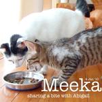 Meeka - Domestic Short Hair Cat